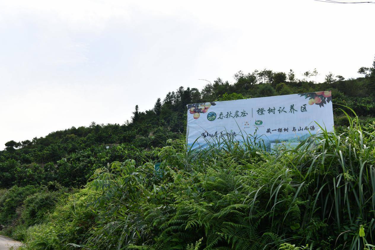 互联网+橙树认养<strong></p>
<p>币橙网</strong>，引领都市生活新风尚