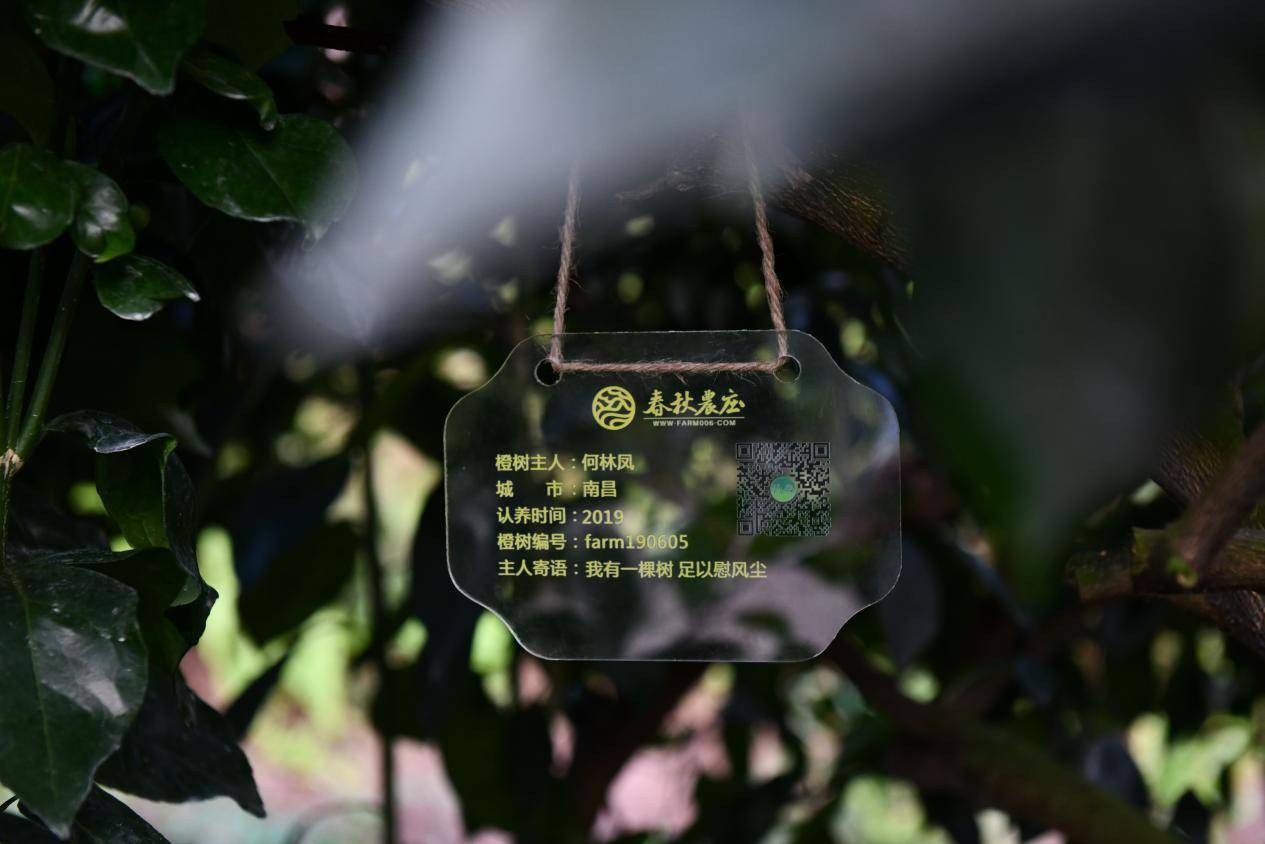 互联网+橙树认养<strong></p>
<p>币橙网</strong>，引领都市生活新风尚