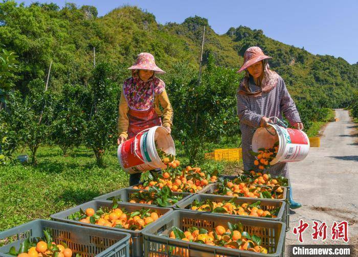 广西德保：砂糖橘丰收果农采果忙