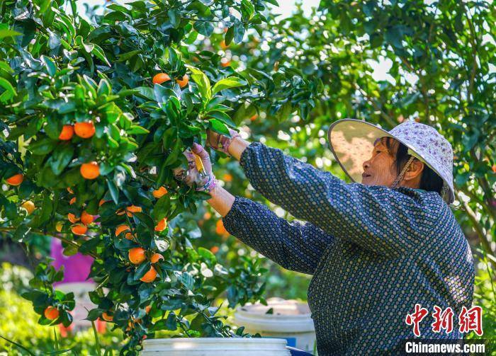 广西德保：砂糖橘丰收果农采果忙