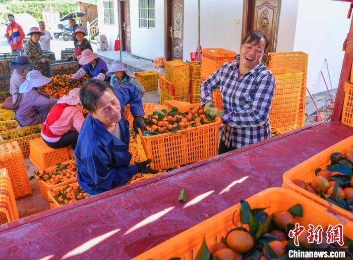 广西德保：砂糖橘丰收果农采果忙