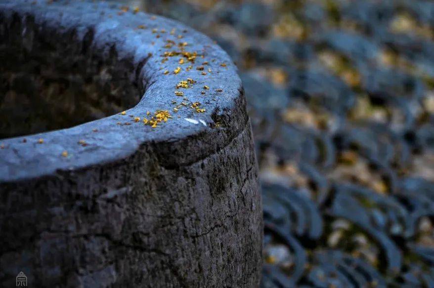 还在为“羊里个羊”抓狂<strong></p>
<p>币里羊</strong>，不如来瘦西湖“桂里个桂”