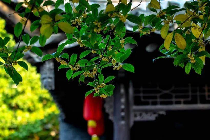 还在为“羊里个羊”抓狂<strong></p>
<p>币里羊</strong>，不如来瘦西湖“桂里个桂”