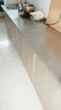 搞笑GIF：锅：我已结网<strong></p>
<p>蛋币网</strong>，蛋是跑不了的