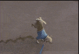 搞笑GIF：锅：我已结网<strong></p>
<p>蛋币网</strong>，蛋是跑不了的