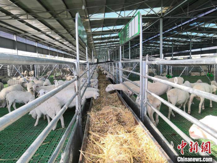 国际“羊倌”聚甘肃山区“科技牧羊”：载“芯”肉成外销新宠