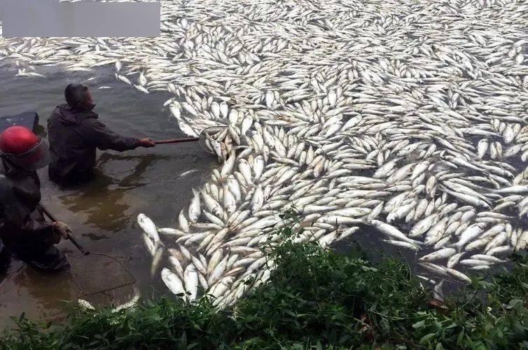 大单噢~南宁一鱼塘大量鱼类死亡<strong></p>
<p>币多网怎么交易</strong>，损失达一百多万人民币！怎么回事？