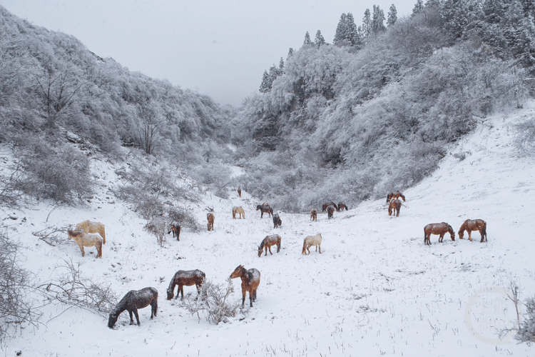 下҈雪҈҈<strong></p>
<p>波场币</strong>，了！重庆多地迎今冬第一场，雪景走一波