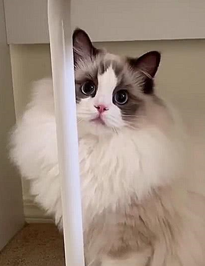 猫咪界中的仙女猫<strong></p>
<p>猫币</strong>，颜值和身价成正比，网友：行走的人民币啊！