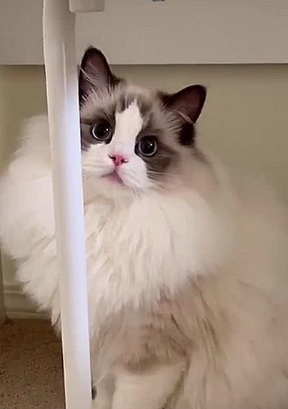 猫咪界中的仙女猫<strong></p>
<p>猫币</strong>，颜值和身价成正比，网友：行走的人民币啊！