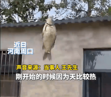 男子在家操控无人机钓鱼<strong></p>
<p>币安ico</strong>，当天就钓上十几条，当事人：不要轻易尝试，已被鱼拉下水十几个无人机
