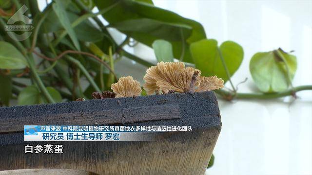“可以蒸蛋”！昆明一女子家中搓衣板上长菌<strong></p>
<p>币安老板</strong>，品种竟是……