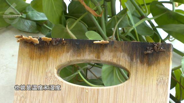 “可以蒸蛋”！昆明一女子家中搓衣板上长菌<strong></p>
<p>币安老板</strong>，品种竟是……