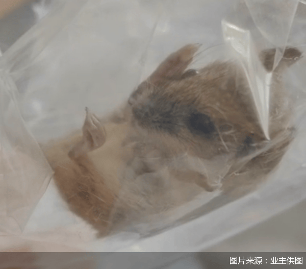 老鼠乱窜、直饮水发黄<strong></p>
<p>ieo币安</strong>，北京业主千万元买的和锦诚园居然是这样