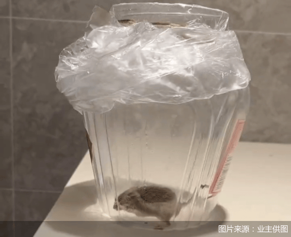 老鼠乱窜、直饮水发黄<strong></p>
<p>ieo币安</strong>，北京业主千万元买的和锦诚园居然是这样