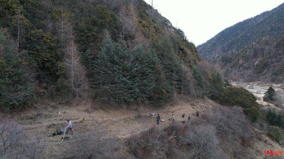揭秘“野猪猎捕队”丨海拔3000米高山密林<strong></p>
<p>币安合约</strong>，记者跟队直击猎捕野猪全过程