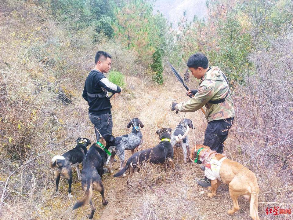 揭秘“野猪猎捕队”丨海拔3000米高山密林<strong></p>
<p>币安合约</strong>，记者跟队直击猎捕野猪全过程