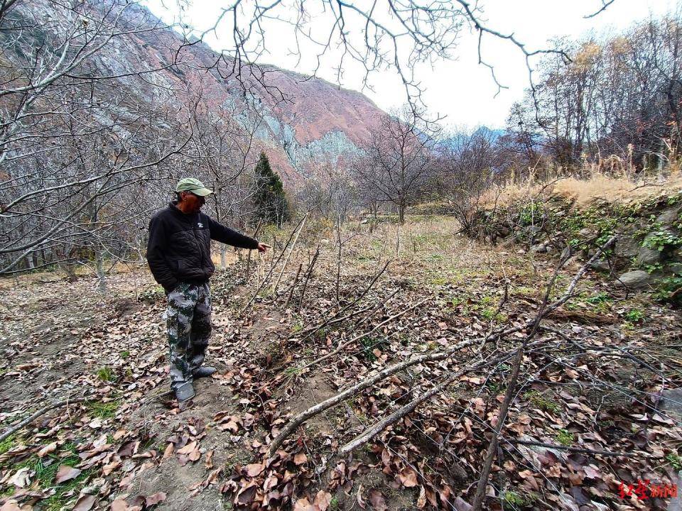 揭秘“野猪猎捕队”丨海拔3000米高山密林<strong></p>
<p>币安合约</strong>，记者跟队直击猎捕野猪全过程