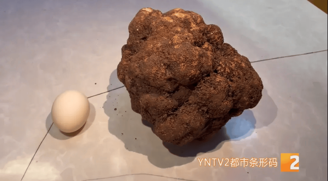 昆明一村民挖到1.7公斤超大松露<strong></p>
<p>币安合约</strong>！“看都看不够”