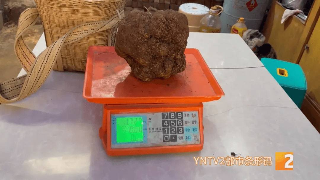 昆明一村民挖到1.7公斤超大松露<strong></p>
<p>币安合约</strong>！“看都看不够”