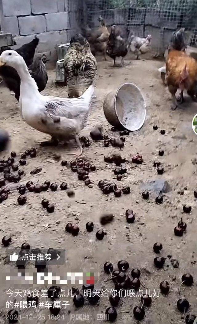 车厘子喂鸡惹争议 四川汉源果农回应：旧视频<strong></p>
<p>币安官网网址</strong>，喂鸡的是“次果”