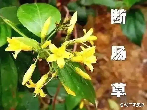 广东一老人买药材煲汤中毒身亡 当地：店铺误售断肠草<strong></p>
<p>币安比货币</strong>，老板被拘留