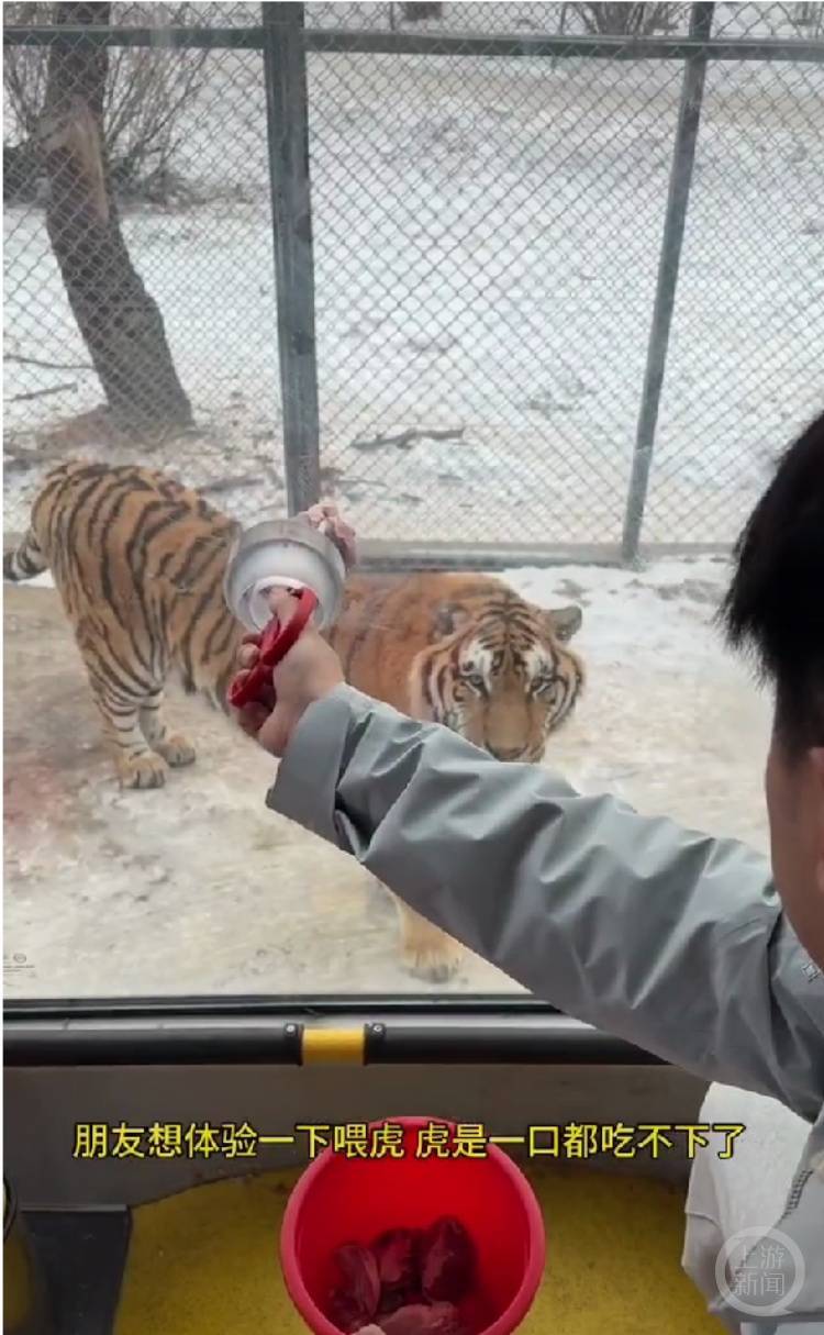 一口都吃不下？“南方小土豆”给哈尔滨的东北虎喂得都走不动道了<strong></p>
<p>币安比货币</strong>！