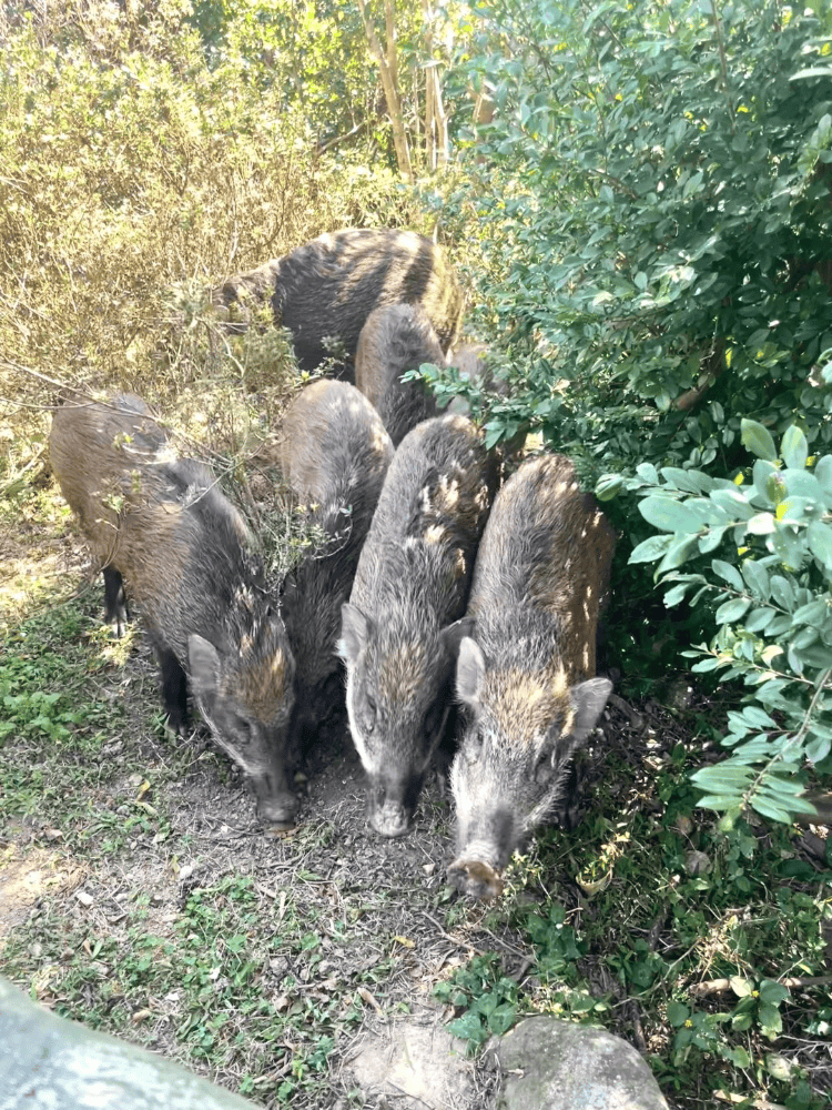 深圳梧桐山网红野猪下崽？市民拍到“一家人整整齐齐”<strong></p>
<p>币安币机制</strong>，管理处：天天都有人投喂