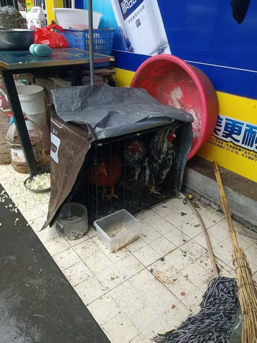 凌晨打鸣到天亮！长沙一小区超市养4只公鸡邻居难入睡<strong></p>
<p>币安网址</strong>，回应：尽快吃掉