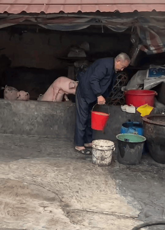 潮汕一孙女怕78岁爷爷无聊给他买了两头猪：猪被养得干净粉嫩<strong></p>
<p>币安ftx</strong>，享受和孙女一样的待遇