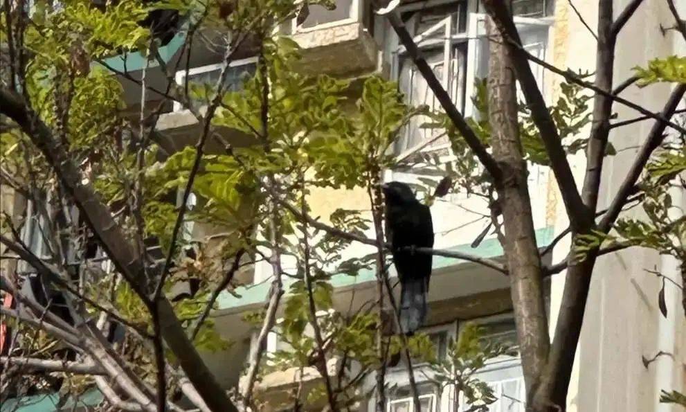 “周末想睡个懒觉都不行”<strong></p>
<p>币安火币中币</strong>，有多少深圳人被这种鸟吵到神经衰弱