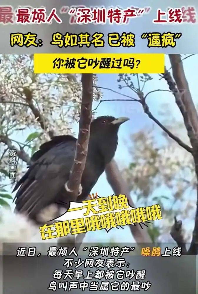 “周末想睡个懒觉都不行”<strong></p>
<p>币安火币中币</strong>，有多少深圳人被这种鸟吵到神经衰弱