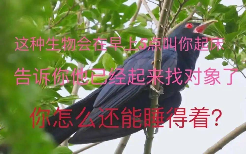“周末想睡个懒觉都不行”<strong></p>
<p>币安火币中币</strong>，有多少深圳人被这种鸟吵到神经衰弱