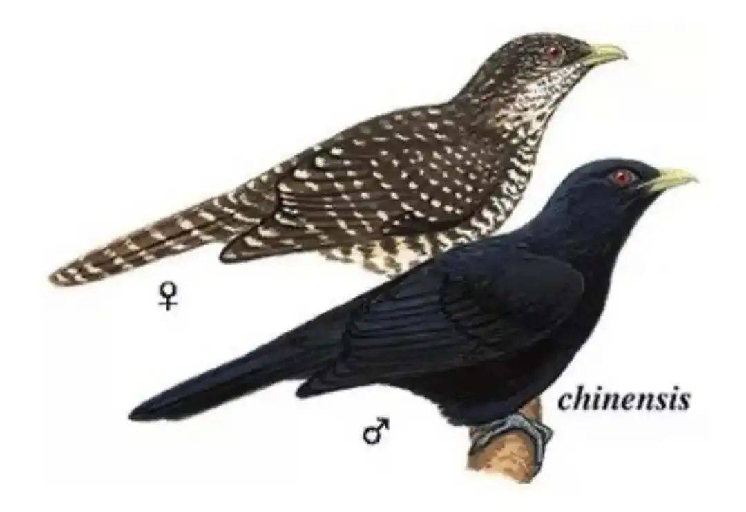 “周末想睡个懒觉都不行”<strong></p>
<p>币安火币中币</strong>，有多少深圳人被这种鸟吵到神经衰弱