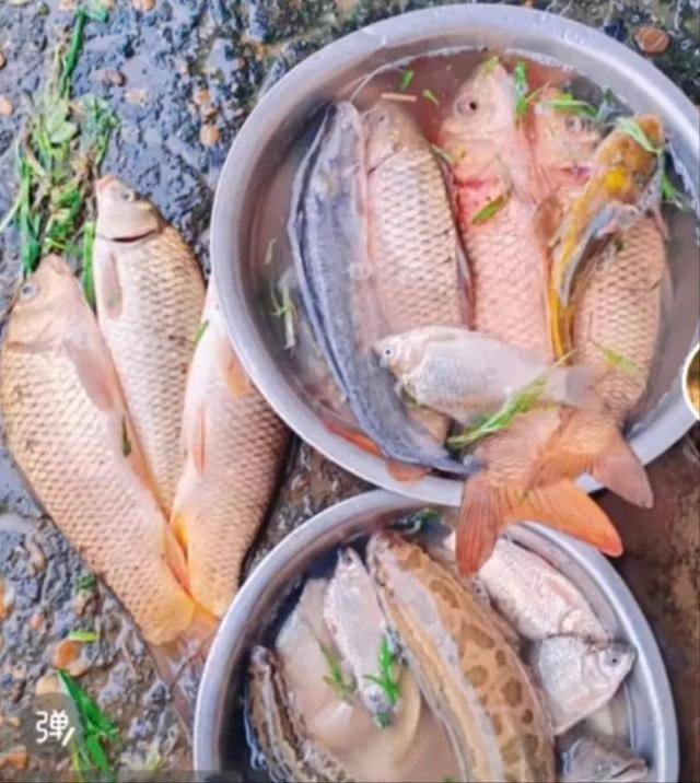 鄱阳湖退水大量鱼搁浅<strong></p>
<p>币安sdk</strong>，附近村民提盆捡鱼，渔政：不建议捡，禁止买卖
