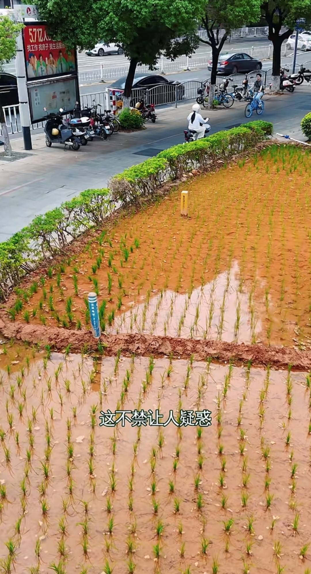 谁种的？东莞闹市区绿化带惊现水稻<strong></p>
<p>币安宝钱包</strong>，网友化身福尔摩斯来探案，家居广场：商户提的建议