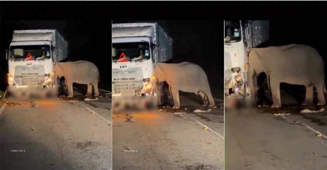5岁小象凌晨被撞身亡<strong></p>
<p>狗币钱包安卓</strong>，母象悲愤交加头抵卡车7小时守到天亮！