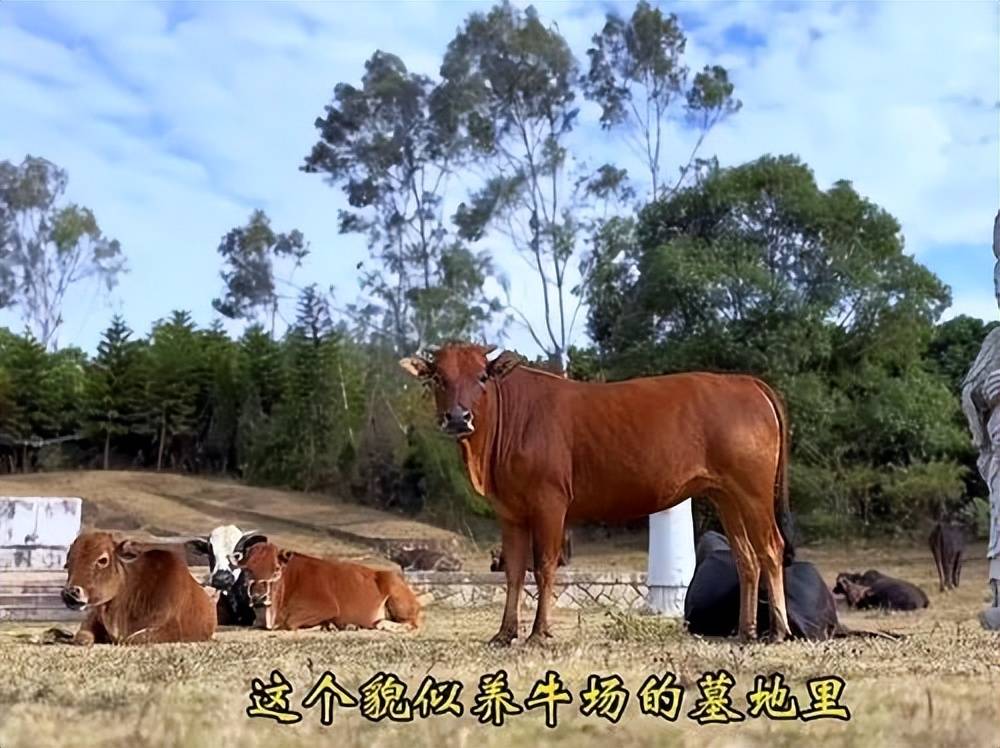 全国重点文保单位施琅墓被曝成“放牛场”<strong></p>
<p>币安troy</strong>？福建惠安官方回应