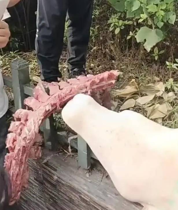 四川自贡一小学被曝使用发臭猪肉<strong></p>
<p>币安区块链</strong>，官方通报：已封存，正在检测