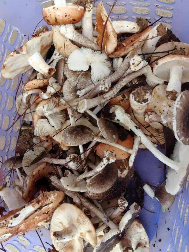 湖南一家6口误食毒蘑菇<strong></p>
<p>币安主站</strong>，5岁男童不幸去世