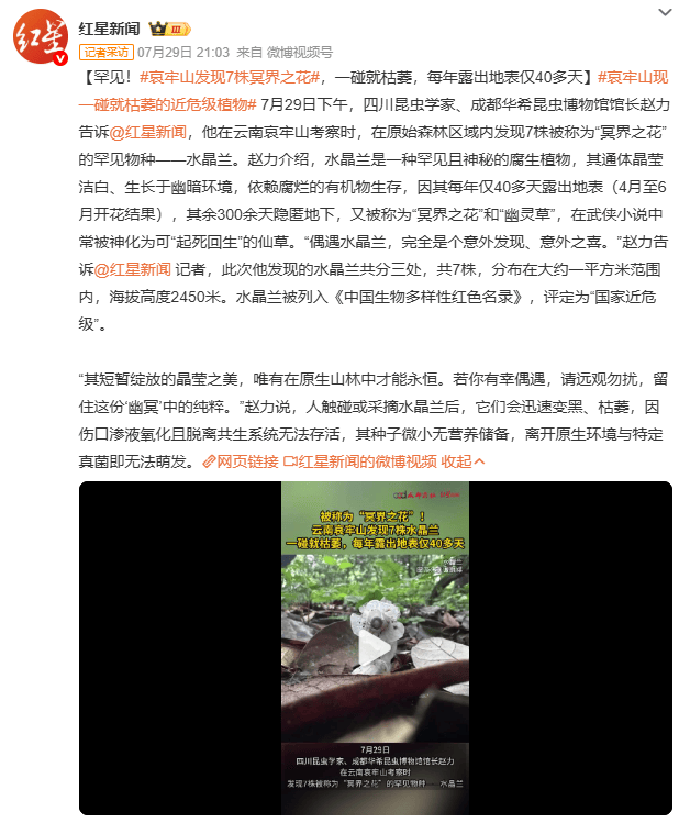 哀牢山发现7株冥界之花<strong></p>
<p>币安推广码</strong>，一碰就枯萎，每年露出地表仅40多天