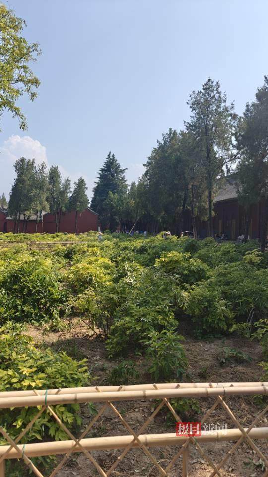 印乐方丈管理下的白马寺：僧人顶着高温种地<strong></p>
<p>okex怎么转到币安</strong>，义工称寺里秉承农禅并重