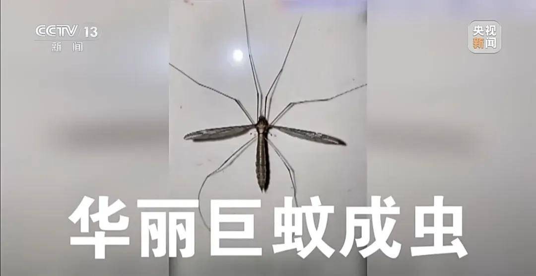 全民灭蚊总动员<strong></p>
<p>抹茶交易所</strong>，大广东给我们上了一课