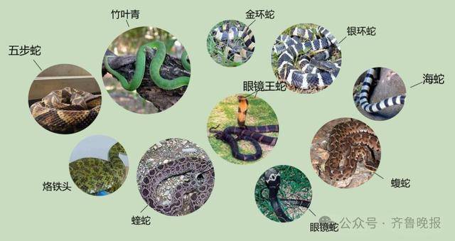安徽宣城一男子走路玩手机<strong></p>
<p>抹茶交易所钱包注册</strong>，一脚踩中打架的竹叶青和五步蛇，被俩毒蛇咬3口！医院：暂无生命危险，正在治疗