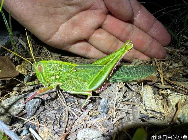 点虫成金！合肥发现最大蝗虫<strong></p>
<p>抹茶交易所美区</strong>，约成人手掌大小！专家称其肉质丰满可油炸食用