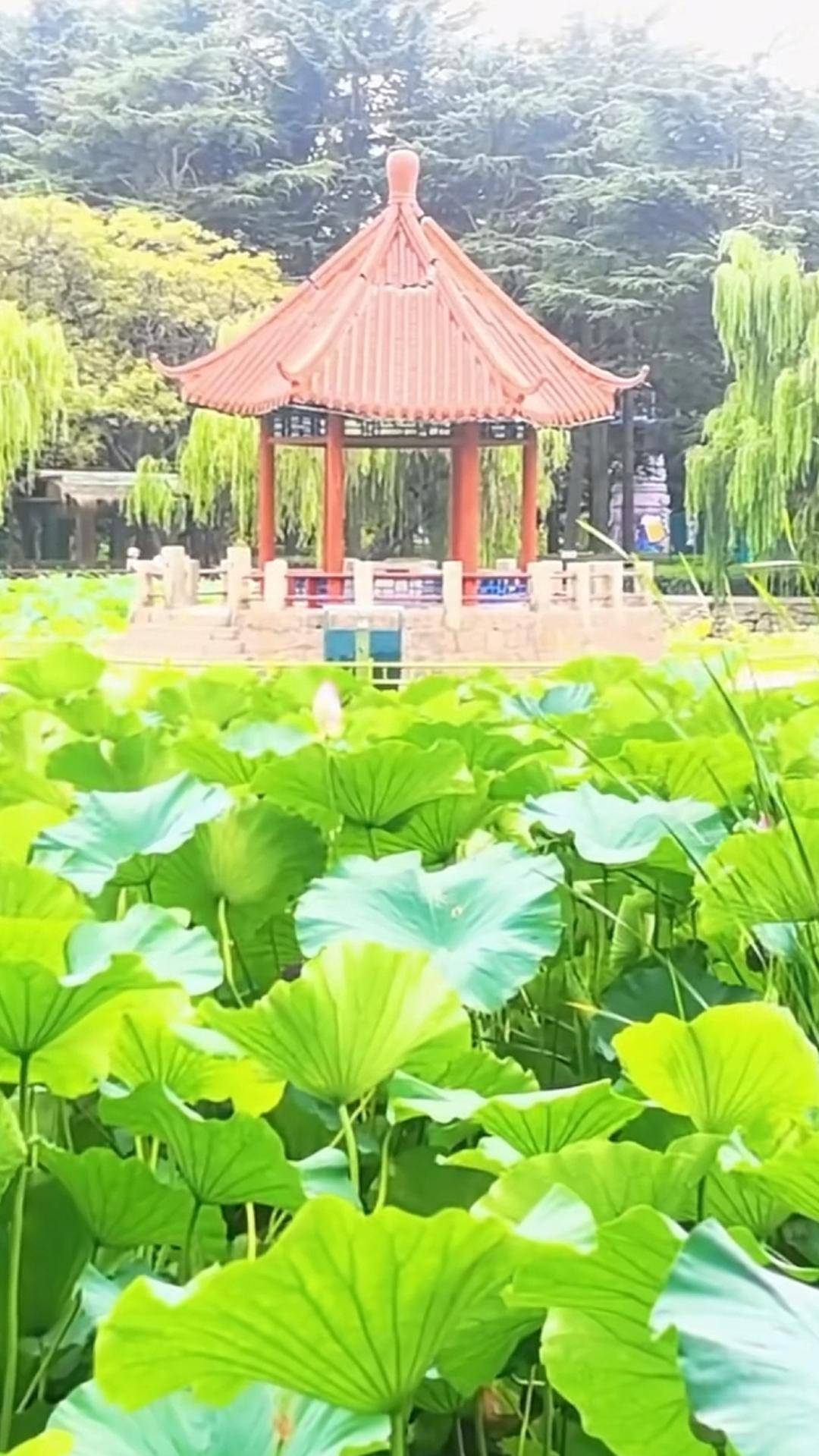 青岛中山公园一凉亭突然倒塌：一年前刚完成修缮<strong></p>
<p>抹茶交易所美区</strong>，园方称无伤亡原因待查