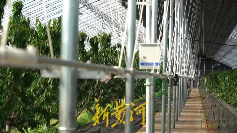 潍坊临朐：30.77 亿元<strong></p>
<p>抹茶交易所app苹果手机下载</strong>！“红玛瑙”大樱桃何以成乡村振兴“甜蜜引擎”