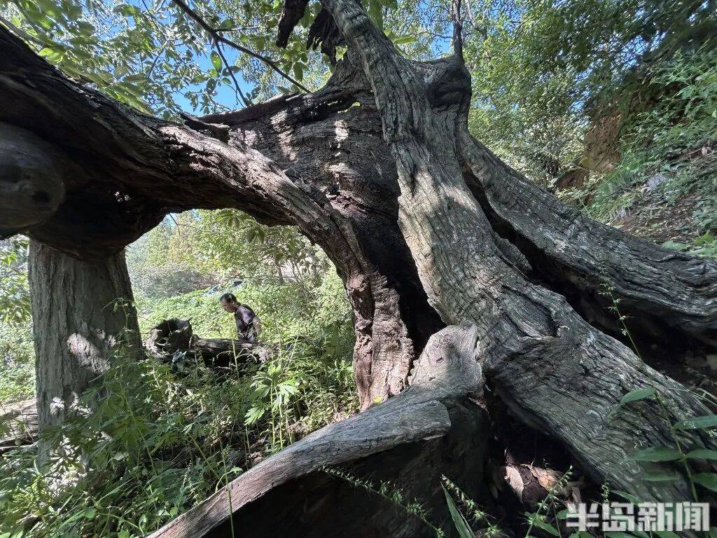 1014岁！青岛这棵“千年树王”<strong></p>
<p>抹茶交易所大陆</strong>，主干碳化严重，镂空处能站两人！每年仍可结果数十斤→