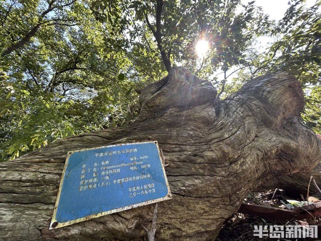 1014岁！青岛这棵“千年树王”<strong></p>
<p>抹茶交易所大陆</strong>，主干碳化严重，镂空处能站两人！每年仍可结果数十斤→