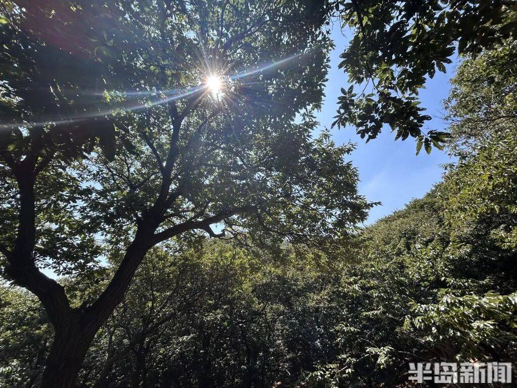 1014岁！青岛这棵“千年树王”<strong></p>
<p>抹茶交易所大陆</strong>，主干碳化严重，镂空处能站两人！每年仍可结果数十斤→